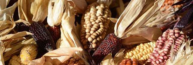 The First Americans and the First Thanksgiving